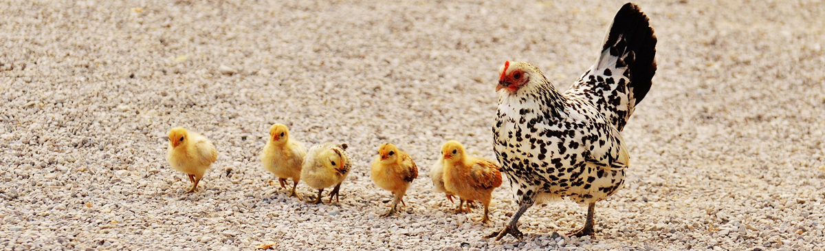 Pienso ecológico para aves